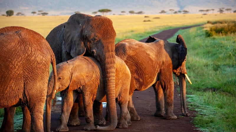 Pilates Elephant Exercise